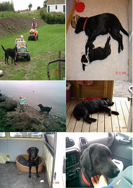 Labrador retriever blackie billede 3