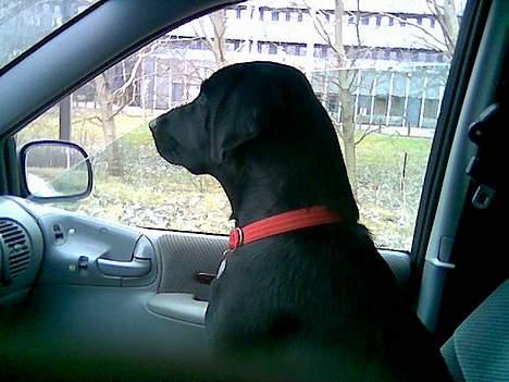 Labrador retriever blackie - med far på arbejde :-) billede 5