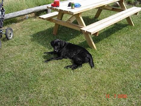 Labrador retriever blackie billede 6