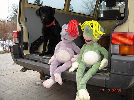 Labrador retriever blackie billede 7