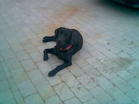 Labrador retriever blackie billede 8