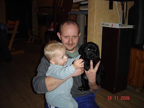 Labrador retriever blackie billede 9