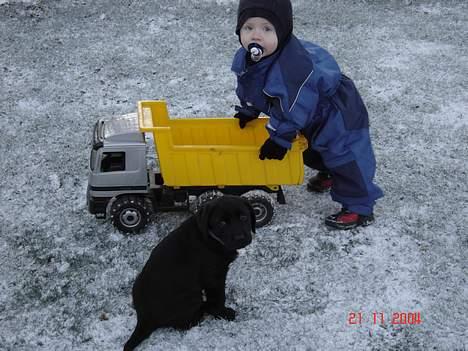 Labrador retriever blackie billede 10