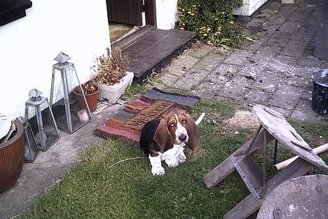 Basset hound Buller - ville du noget billede 3