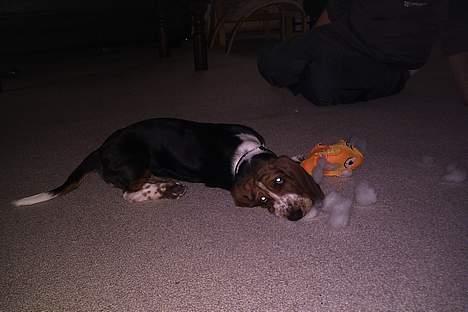 Basset hound Buller - har jeg været slem nu (nej det er jo min egen bamse) billede 4