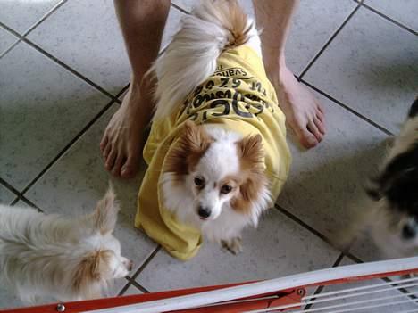 Papillon Max (Død d 15/1-07) billede 1