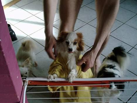 Papillon Max (Død d 15/1-07) billede 2