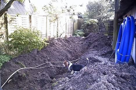 Basset hound Buller - jeg syntes jeg så noget.. billede 5