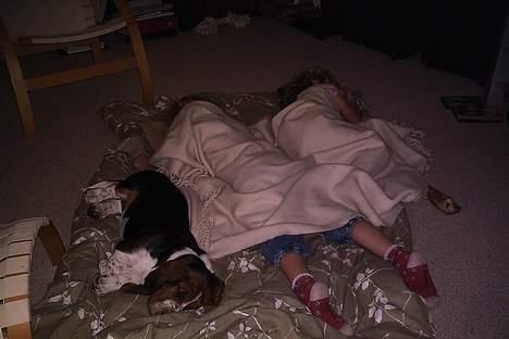 Basset hound Buller - jeg passer godt på dem, men jeg kan lige nå en lille lur. billede 6