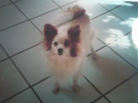 Papillon Max (Død d 15/1-07) billede 3