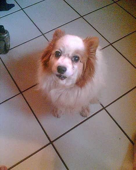 Papillon Max (Død d 15/1-07) billede 4