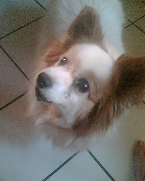 Papillon Max (Død d 15/1-07) billede 5