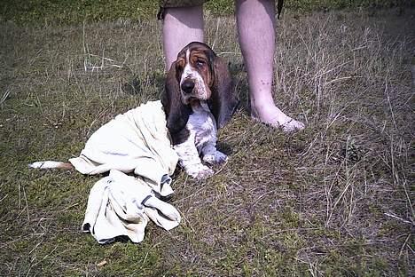 Basset hound Buller billede 7