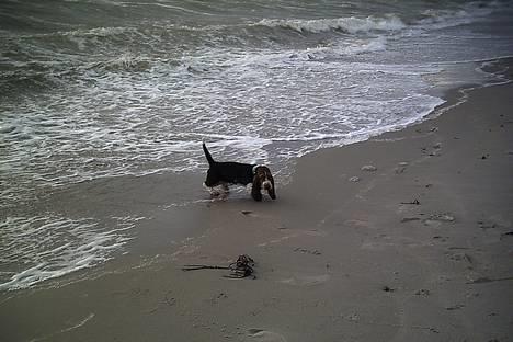 Basset hound Buller - jeg er også en vandhund billede 8