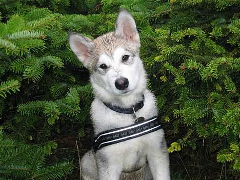 Alaskan malamute Chewie **Død feb 07** - Chewie 13 uger og ude i regnen billede 12