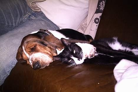 Basset hound Buller - er vi ikke søde sammen det er min bror mummer billede 10