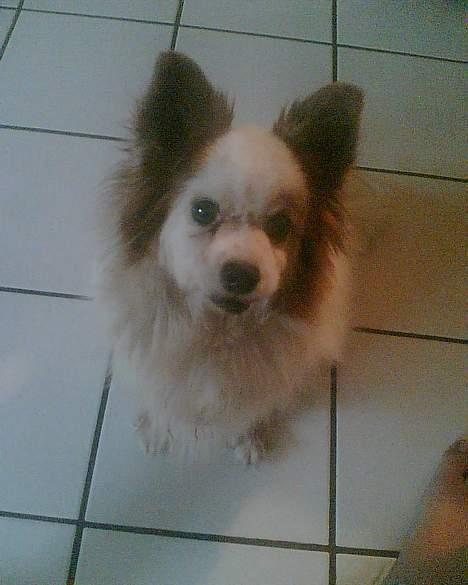 Papillon Max (Død d 15/1-07) billede 6