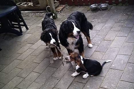 Basset hound Buller - slip nu det er min. (bommer og benji mosters hunde) billede 11