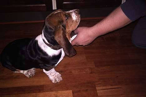 Basset hound Buller - jeg kan side pænt og gi pote ( 5 måneder) billede 12