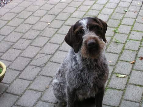 Ruhåret hønsehund Dina billede 1