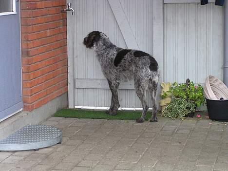 Ruhåret hønsehund Dina - Så nu kommer mor og far hjem :) billede 2