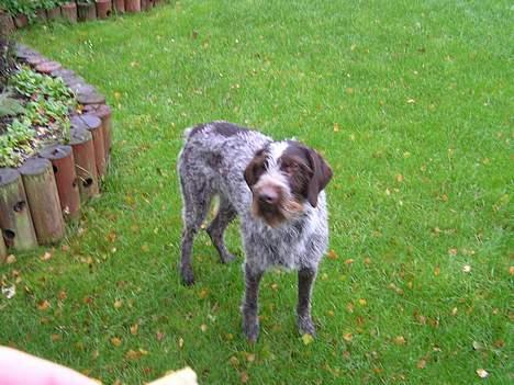 Ruhåret hønsehund Dina billede 3