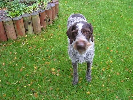 Ruhåret hønsehund Dina billede 4