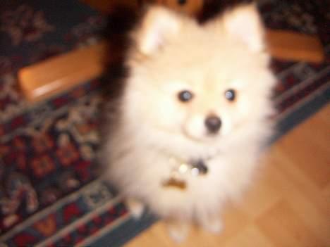 Pomeranian Luie billede 1
