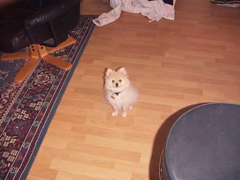 Pomeranian Luie billede 2
