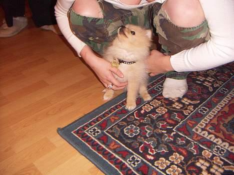 Pomeranian Luie billede 3