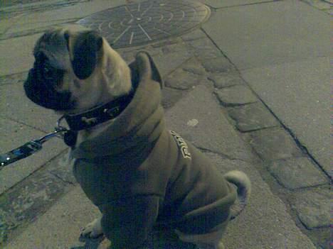 Mops albert - albert med sit nye tøj billede 6