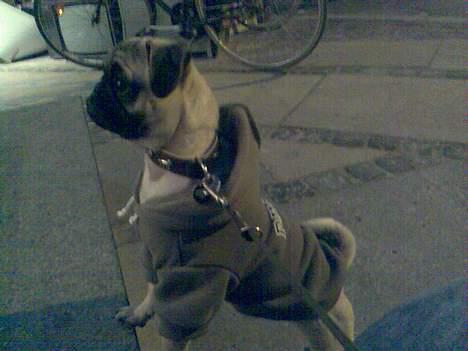 Mops albert - albert der venter på mor inde i chokolade butikken billede 7