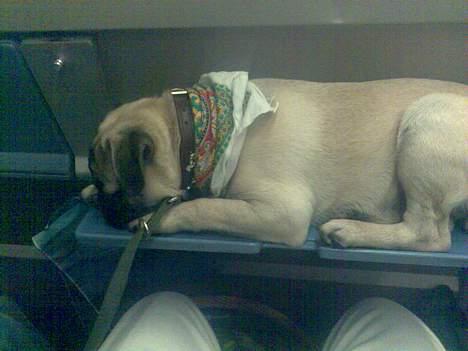 Mops albert - albert blev lidt træt i toget billede 8