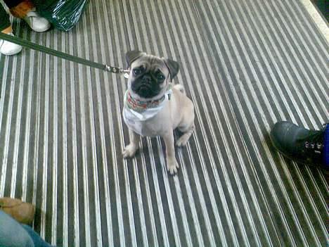 Mops albert - albert på tog tur billede 9