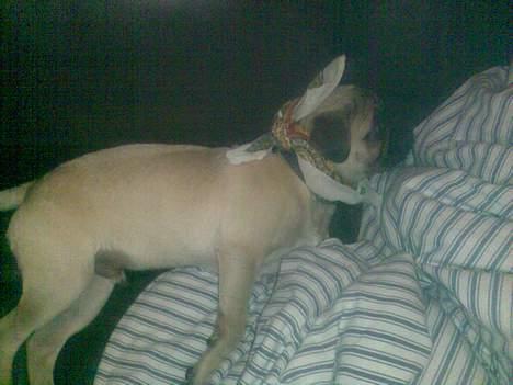 Mops albert - albert der ligger og dogner i sofaen billede 10