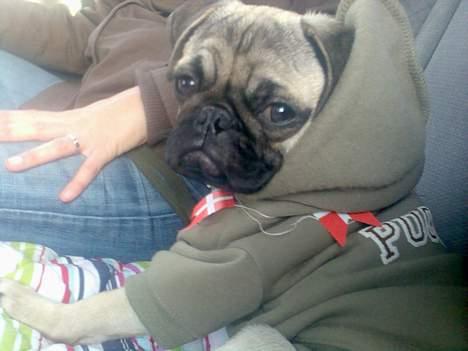 Mops albert - albert der skulle til fødselsdag med flag på billede 11