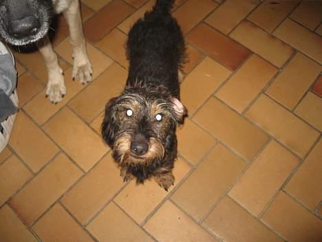 Gravhund Olsen <3 billede 8