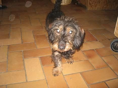 Gravhund Olsen <3 billede 9