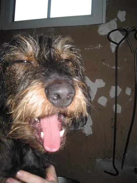 Gravhund Olsen <3 billede 10