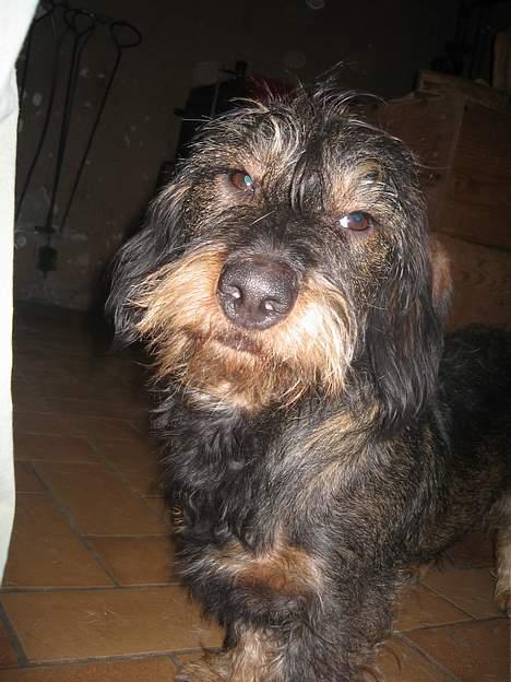 Gravhund Olsen <3 billede 11