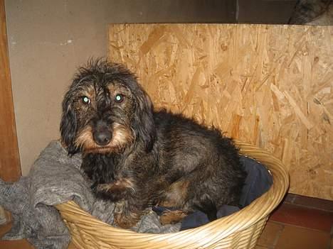 Gravhund Olsen <3 billede 12