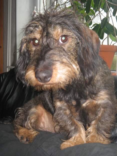 Gravhund Olsen <3 billede 13