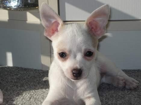 Chihuahua Barbie-Chanel - Nyder solen...  billede 6