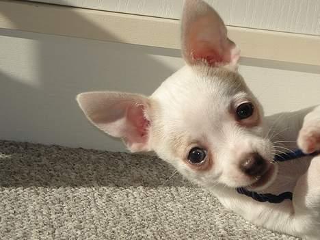 Chihuahua Barbie-Chanel - Leger i solen...  billede 7