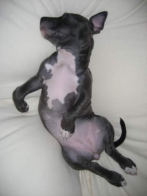 Amerikansk staffordshire terrier zika - gud hvor er det skønt  !!!! billede 11