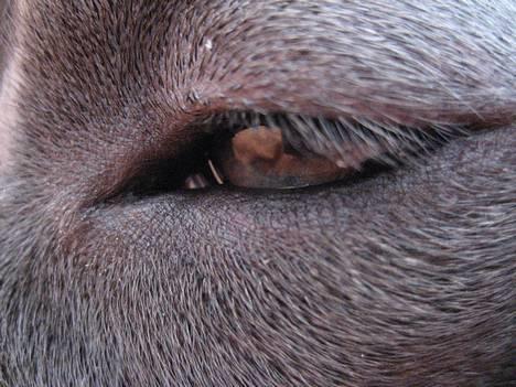 Amerikansk staffordshire terrier zika - sådan "ser" jeg ud  billede 12