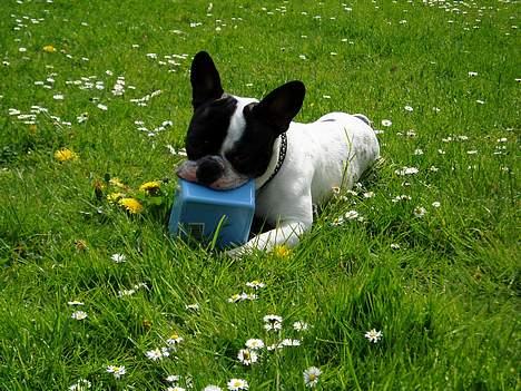 Fransk bulldog Frodo 2004 - - Frodo - Søndermarken på Frederiksberg. billede 1