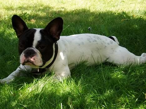 Fransk bulldog Frodo 2004 - - Frodo tager en slapper i skyggen - Søndermarken på Frederiksberg. billede 2