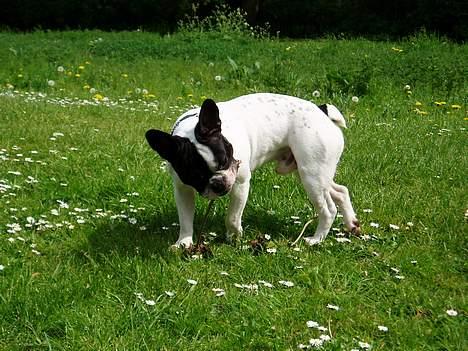 Fransk bulldog Frodo 2004 - billede 3