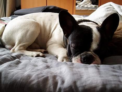 Fransk bulldog Frodo 2004 - - Intet så dejligt som en blød seng. billede 4